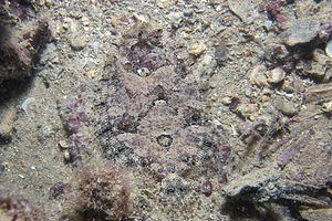 Rombo peloso (Phrynorhombus regius)