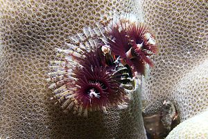 Anellide albero di natale (Spirobranchus sp.)