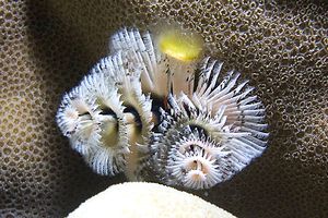 Anellide albero di natale (Spirobranchus sp.)