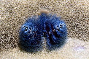 Anellide albero di natale (Spirobranchus sp.)