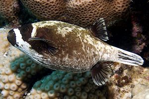 Pesce palla mascherato (Arothron diadematus)