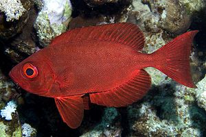 Pesce occhio grosso (Priacanthus hamrur)