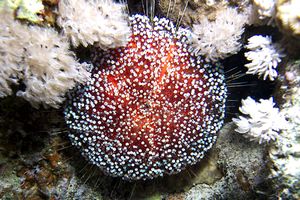 Riccio velenoso (Asthenosoma varium)