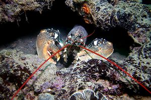 Astice (Homarus gammarus)