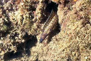 Murena (Muraena helena)