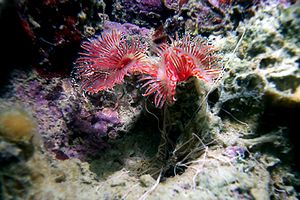 Serpula (Serpula vermicularis)