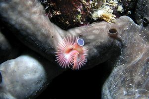 Serpula (Serpula vermicularis)