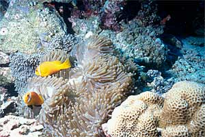 Pesce pagliaccio (Amphiprion nigripes)