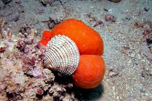 Tartufo di mare (Venus verrucosa)