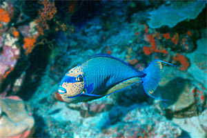 Pesce chirurgo (Naso vlamingii)