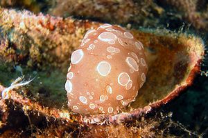 Bertella ocellata (Berthella ocellata)