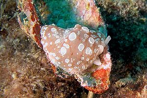 Bertella ocellata (Berthella ocellata)