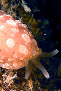 Bertella ocellata (Berthella ocellata)