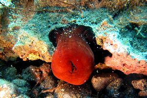 Pomodoro di mare (Actinia equina)