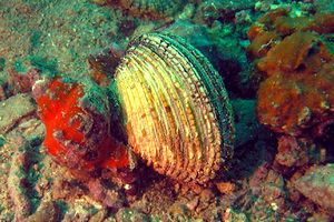 Tartufo di mare (Venus verrucosa)