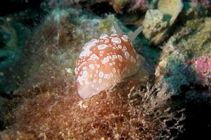 Bertella ocellata (Berthella ocellata)