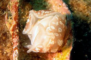 Bertella ocellata (Berthella ocellata)