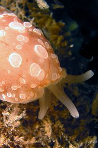 Bertella ocellata (Berthella ocellata)