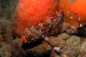 Scorfanotto (Scorpaena notata)