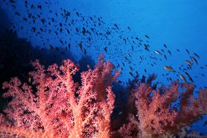 Alcionario (Dendronephthya sp.)