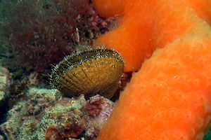 Bivalve (Chlamys n.d.)