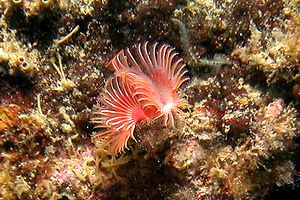 Serpula (Serpula vermicularis)