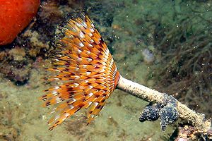 Bispira (Bispira volutacornis)