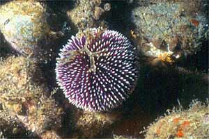 Riccio di prateria (Sphaerechinus granularis)