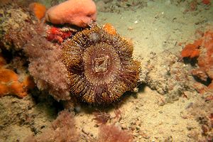 Attinia calice (Cereus pedunculatus)