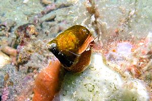 Troco lucente (Calliostoma conulus)