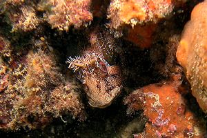 Bavosa ruggine (Parablennius gattorugine)