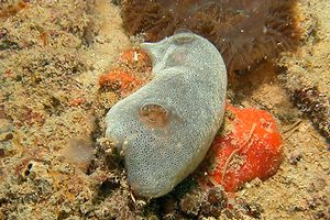 Tunicato (n.d. n.d.)