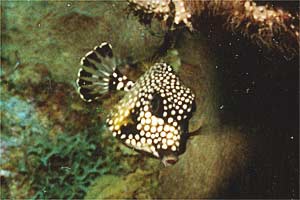 Pesce scatola (Lactophrys triqueter)