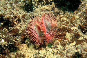 Serpula (Serpula vermicularis)