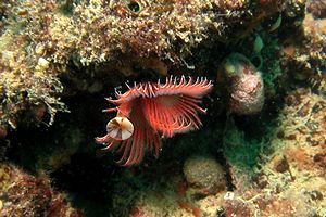 Serpula (Serpula vermicularis)