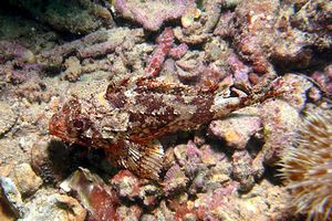 Scorfanotto (Scorpaena notata)