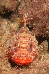 Scorfano (Scorpaena n.d.)