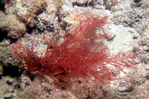 Alga rossa (N.d. n.d.)