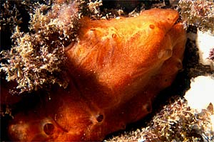 Spugna  rossa (Crambe crambe)