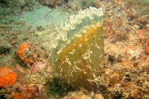 Pinna comune (Pinna nobilis)