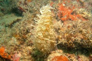 Pinna comune (Pinna nobilis)