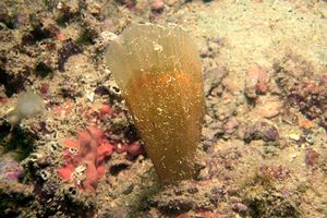 Pinna comune (Pinna nobilis)