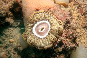 Attinia calice (Cereus pedunculatus)