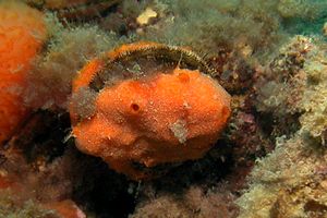 Bivalve (Chlamys sp.)