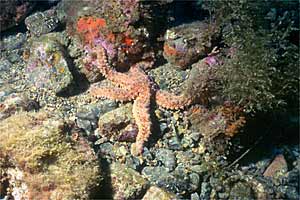 Martasteria (Marthasterias glacialis)