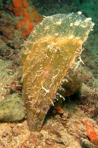 Pinna comune (Pinna nobilis)