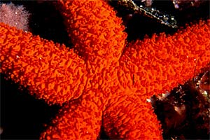 Stella rossa (Echinaster sepositus)