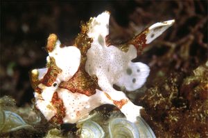 Pesce rana maculato (Antennarius maculatus)