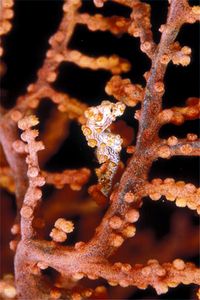 Cavalluccio marino pigmeo (Hippocampus bargibanti)