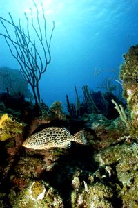 Cernia (Mycteroperca venenosa)